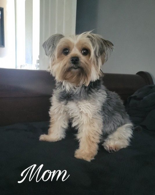 Mom - Failyn