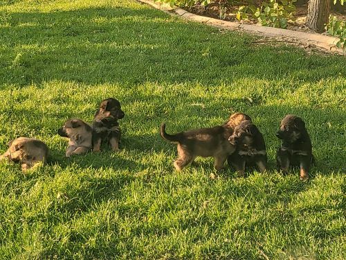 Playing on the lawn