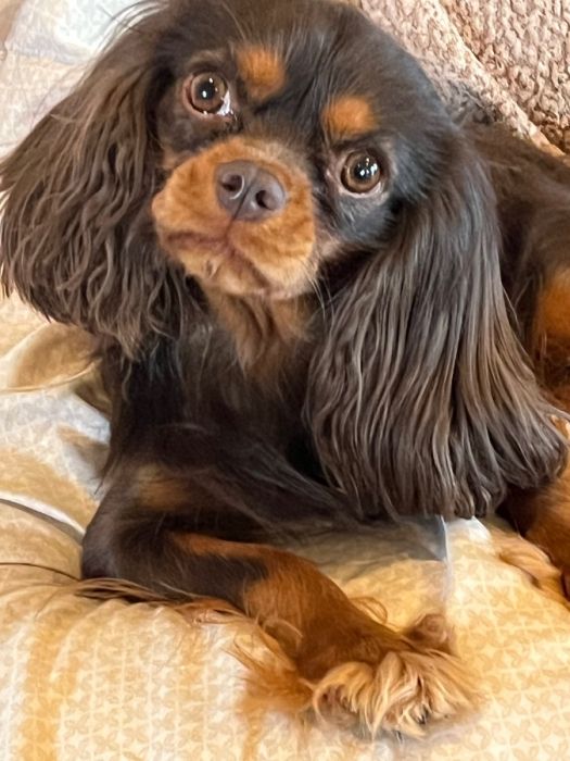 King Charle Cavalier