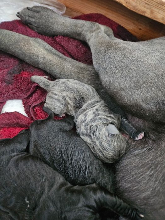 Purebred Cane Corso pups 