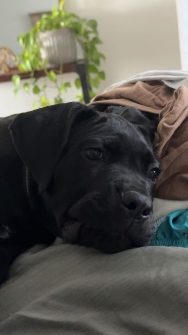 10 week old female cane corso 
