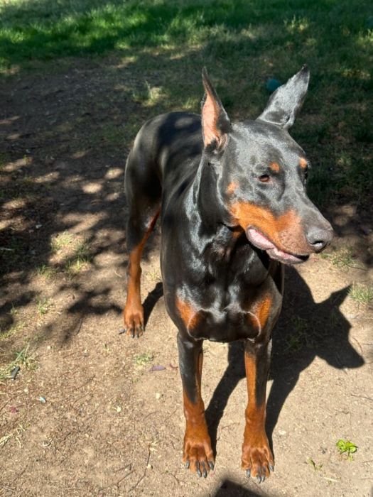 3yo Male Doberman Pinscher American/European