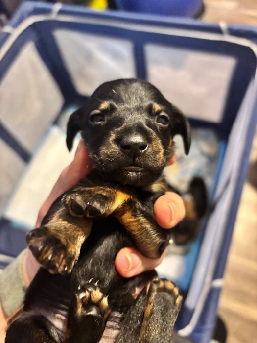 Mini dachshunds