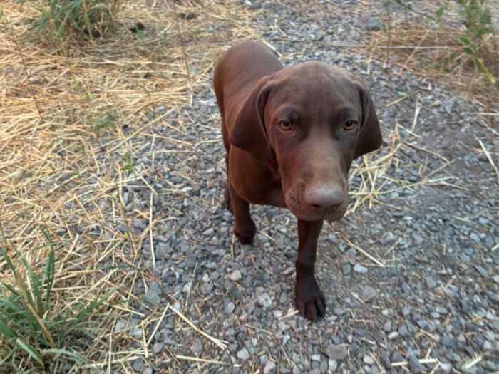 AKC German Shorthaired Pointers