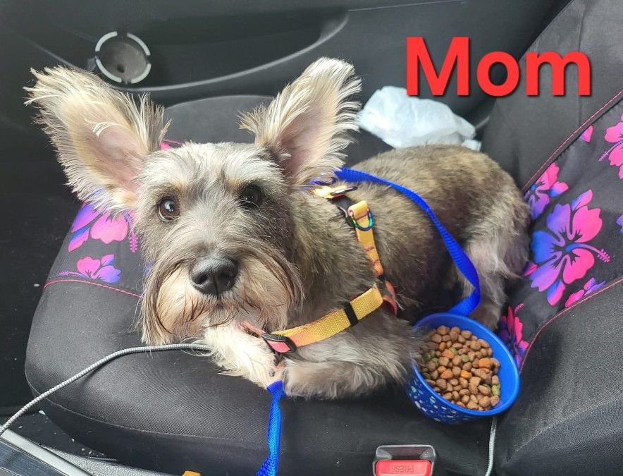 Mom