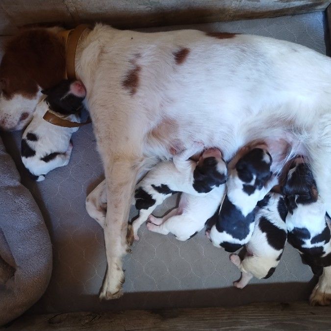 American Brittany Pups 