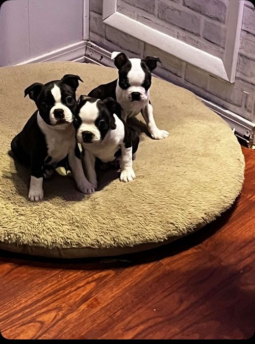 Boston Terrier Puppies!!!