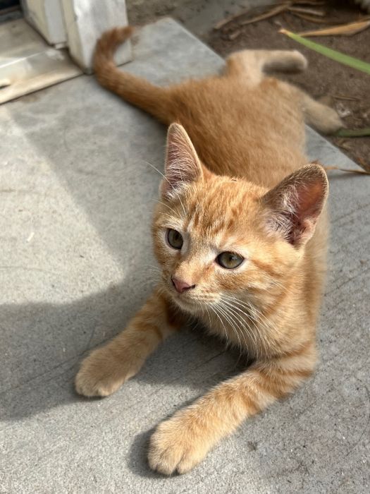 Kittens