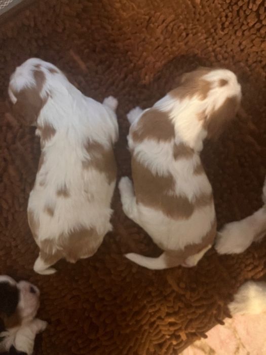 Health tested Cavalier King Charles spaniels 