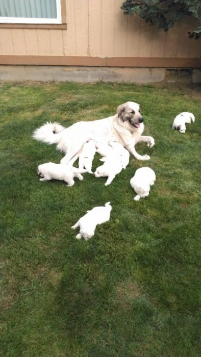 Great Pyrenees puppies