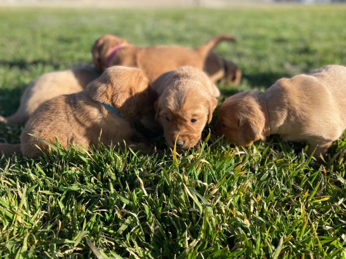 Golden Retriever Puppies, field bred