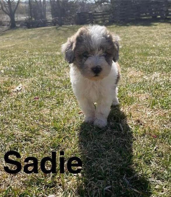 This is Sadie, female, white with brown patches and super fluffy!