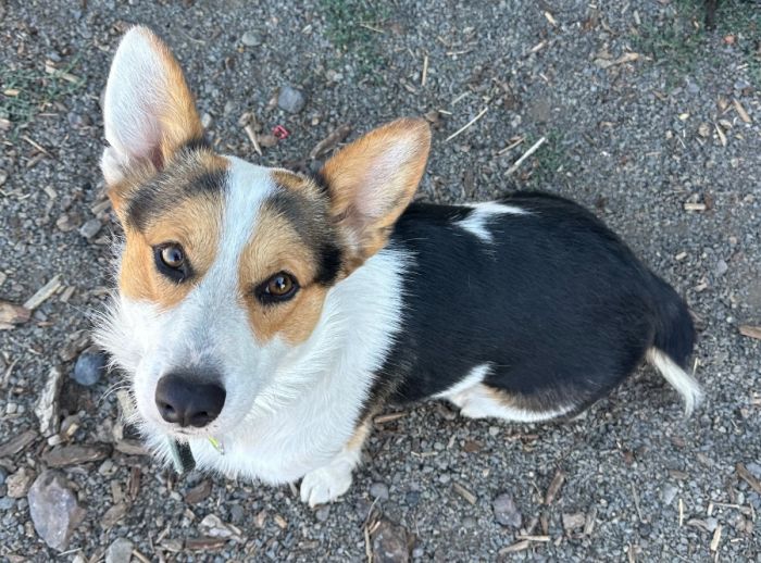 Corgi Puppies