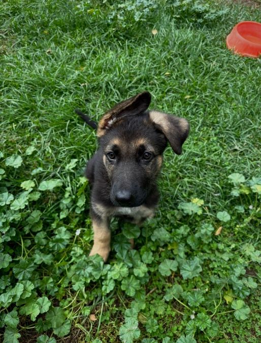German Shepherd Puppy ACA Registered 