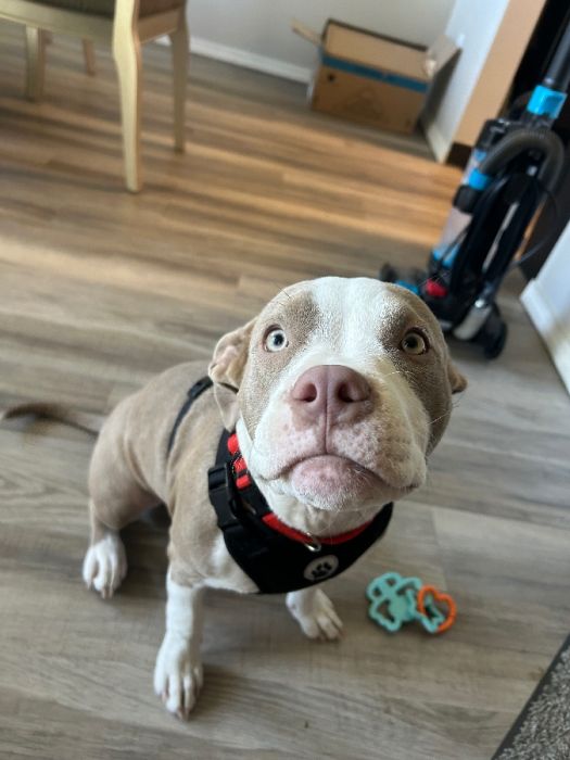 Full Bred Pocket Bully