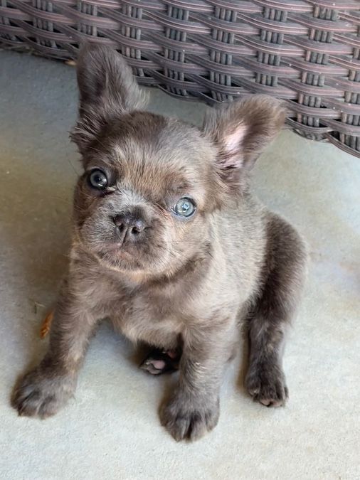 AKC French Bulldog Puppies