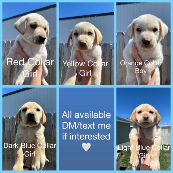 AKC Registered Lab Puppies Ready 4/12
