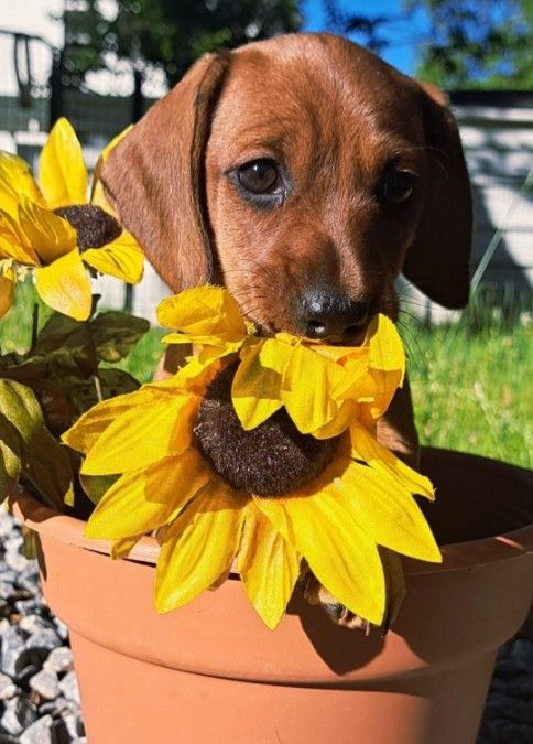  Miniature Dachshund Puppies 🐾