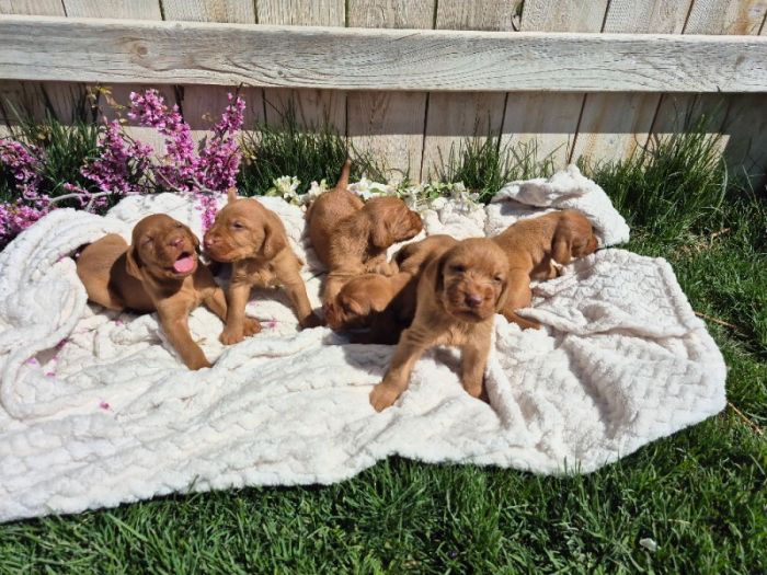 Wirehaired Vizsla Puppies