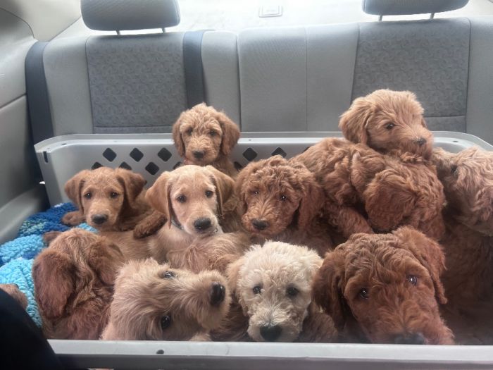 Loving Labradoodle Puppies - 