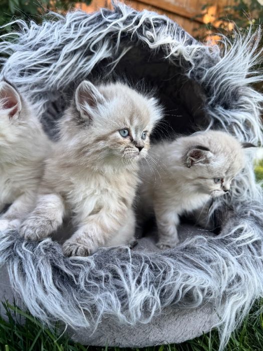 Persian kittens 