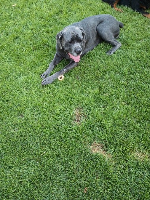 Kane Corso Puppies