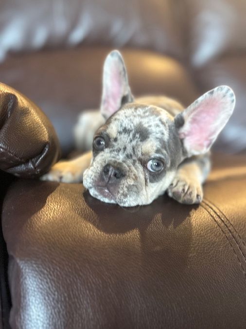 French Bulldogs