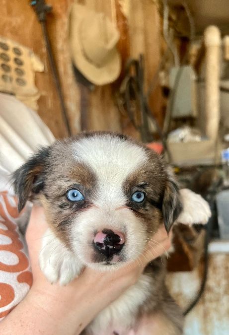 Blue eyed blue Merle male 
