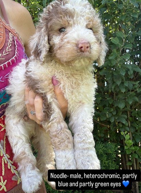 Miniature bernedoodle puppies 