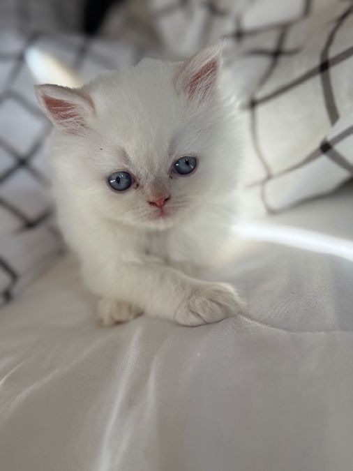 One Persian kitten left long haired