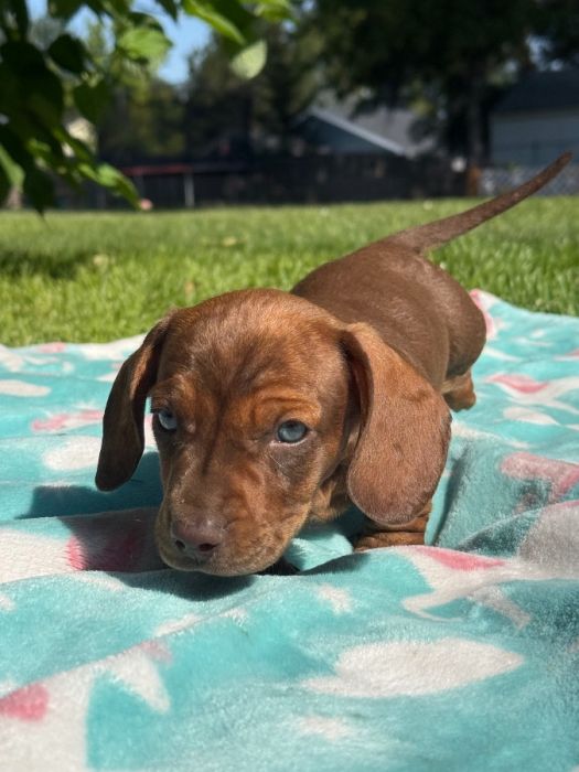 Mini Dachshunds 