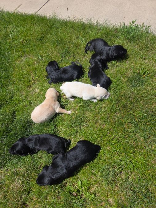 Enjoying grass. Sun. Fresh air