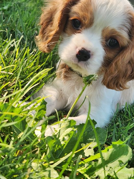 Caviler King Charles Spaniel