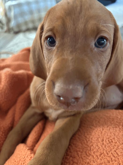 AKC Vizsla puppies