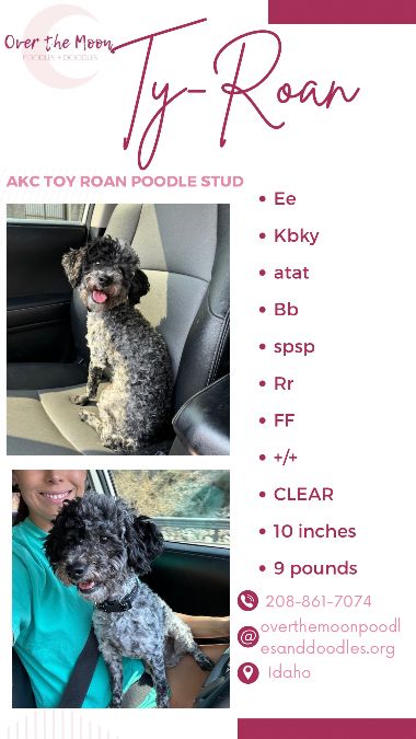 Ty-Roan the Roan Poodle Stud