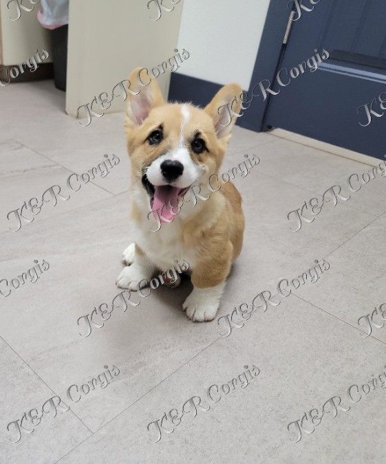 AKC Pembroke Corgis
