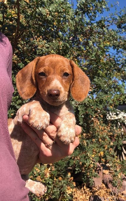 Red & White Piebald Female 