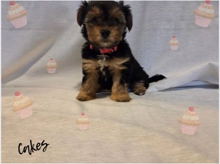 Cakes, nicknamed "The Softie"