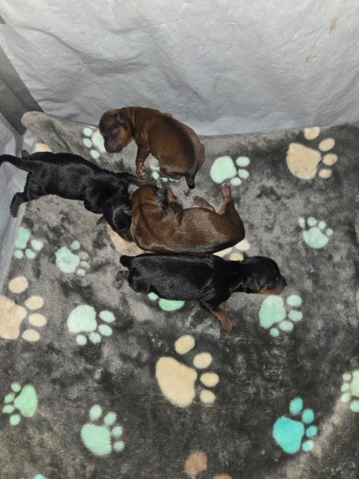 Christmas Registered Yorkie Puppies