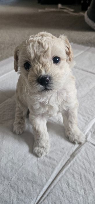 Maltipoo Puppy&#039;s