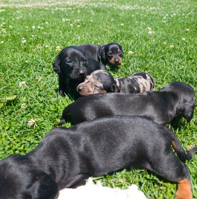 Registered Miniature Dachshunds