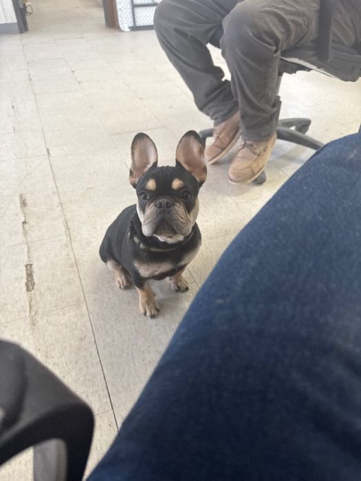 Handsome French Bulldog - Roscoe 