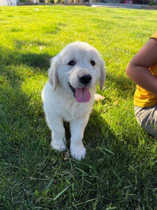 English Cream Golden Retrievers