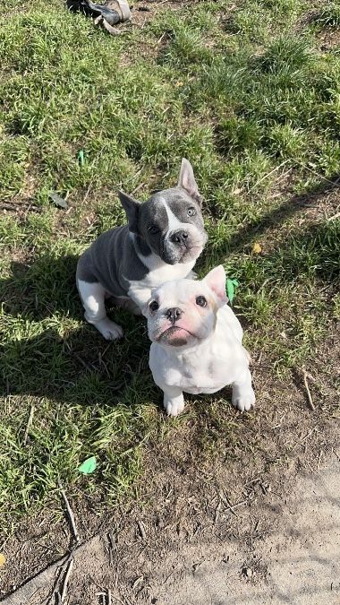 Registered Bully Pups