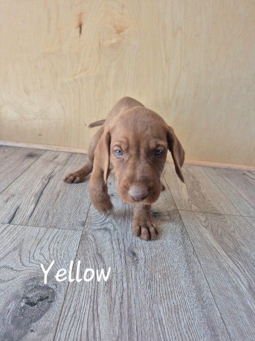 Wirehaired Vizsla Puppies