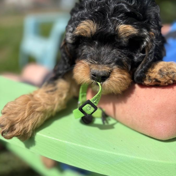 Darling Cavapoo Puppies are Ready for homing