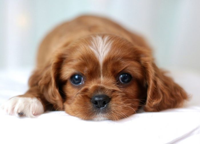 FREE Purebred Cavalier King Charles Spaniel Pup