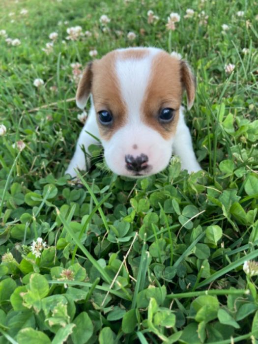 Jack Russell Terrier