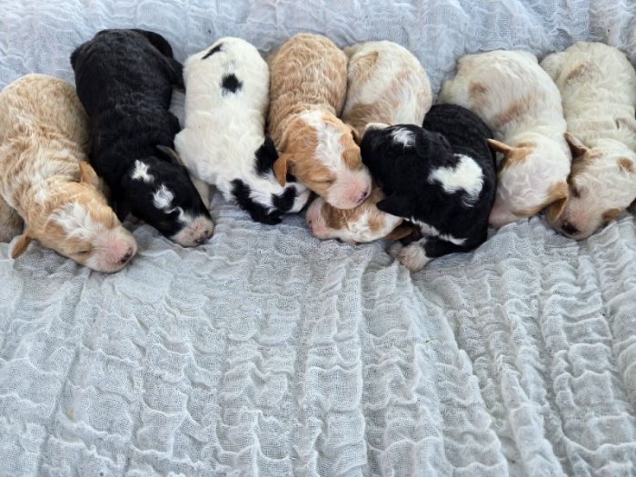 Mini Bernedoodles 