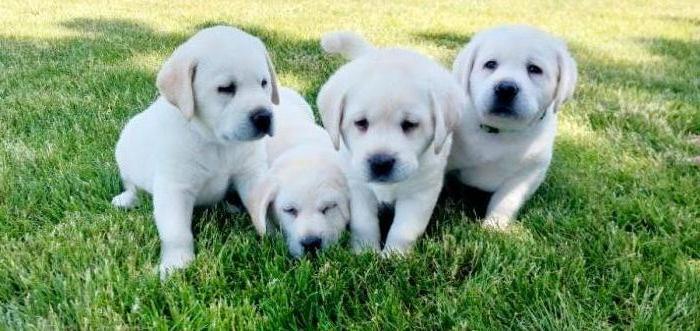 AKC English Labrador Puppies Yellow/White